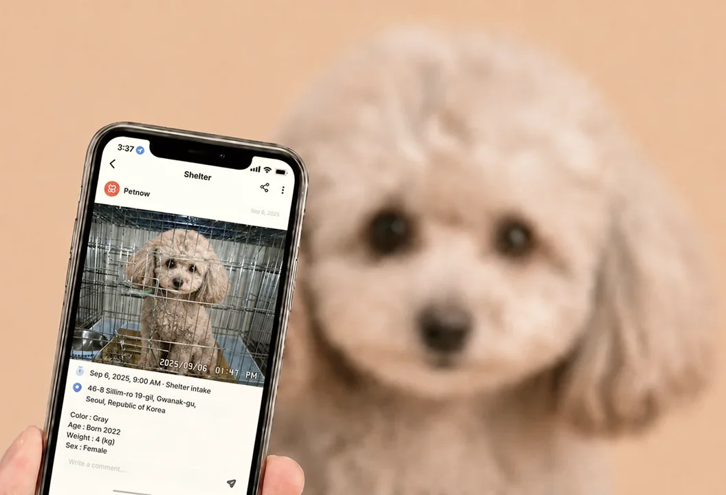 Smartphone mit einer Tierheim-Meldung vor dem gefundenen Hund